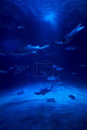 Foto de Tiburón tigre en el océano rodeado de peces - Imagen libre de derechos