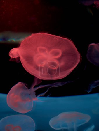 Foto de "Grupo de medusas comunes en el océano. Increíble concepto de mundo submarino - Imagen libre de derechos