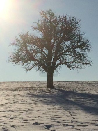 Téléchargez les photos : Arbre avec neige et contre-jour. fond d'hiver - en image libre de droit