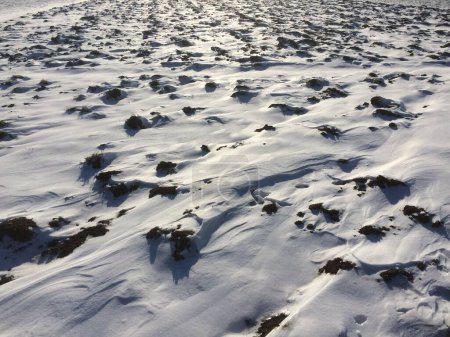 Téléchargez les photos : Herbe couverte de neige dans le champ - en image libre de droit