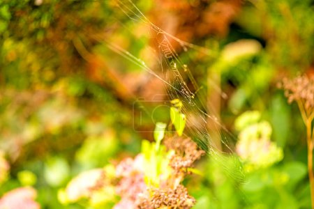 Foto de Tela de araña de jardín con fondo borroso - Imagen libre de derechos