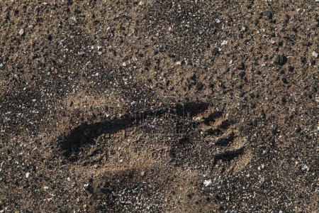 Téléchargez les photos : Une seule empreinte dans le sable sur la plage. pied gauche. soleil bas avec une grande texture - en image libre de droit
