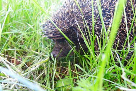 Photo for Hedgehog in green grass on a sunny day - Royalty Free Image