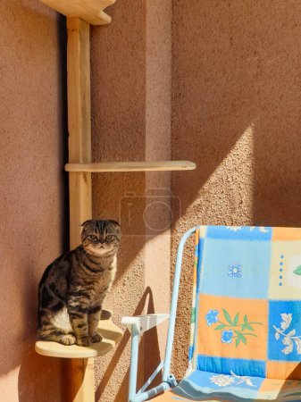 Téléchargez les photos : Vue rapprochée de mignon chat domestique - en image libre de droit