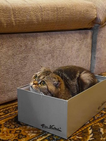 Téléchargez les photos : Belle vue rapprochée du chat dans la boîte - en image libre de droit