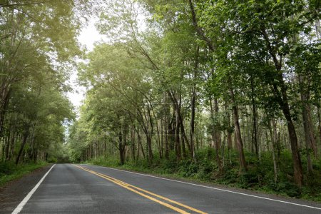 Téléchargez les photos : Route asphaltée vide se dirigeant vers la forêt verte. - en image libre de droit