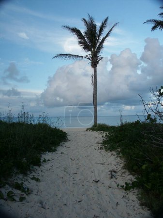 Téléchargez les photos : Palmier sur la plage océanique - en image libre de droit