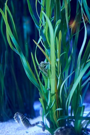 Téléchargez les photos : Hippocampes sur les plantes au fond de la mer - en image libre de droit