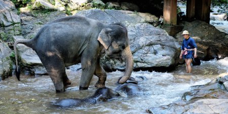 Foto de CHIANG MAI - TAILANDIA: 14 DE NOVIEMBRE DE 2016 - Los elefantes se bañan - Imagen libre de derechos