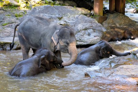 Foto de Elefantes disfrutan bañarse en una pequeña cascada - Imagen libre de derechos