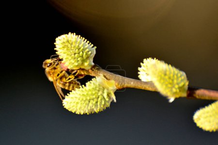 Foto de Flor de sauce con abeja. Hermoso fondo floral - Imagen libre de derechos
