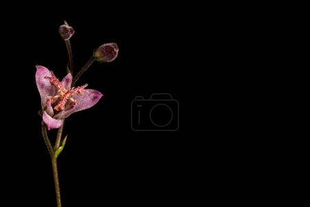 Foto de Lirio púrpura flor vista de cerca - Imagen libre de derechos