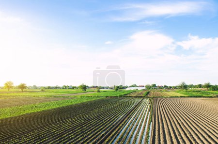 Photo for Irrigation of agricultural farm fields. Growing and food production of vegetables. Agronomic farming. Water resources. Agro Industry and agribusiness. - Royalty Free Image