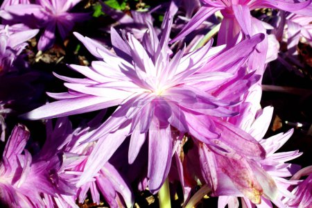 Photo for Colchicum autumnal Waterlily an autumn fall flowering bulb - Royalty Free Image