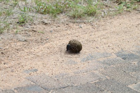Téléchargez les photos : Un bousier roule une boule de bouse sur la route - en image libre de droit