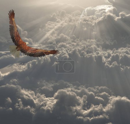 Photo for Eagle in Flight, abstract conceptual illustration - Royalty Free Image