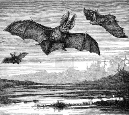 Photo for An engraved image of Long Eared Bats (plecotus auritus) - Royalty Free Image