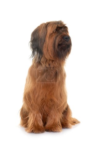 Photo for The Briard in studio - Royalty Free Image