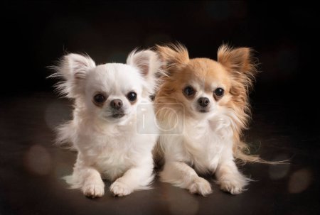 Téléchargez les photos : Deux chiens chihuahua mignons - en image libre de droit