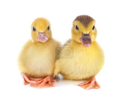 Photo for Two ducks in studio - Royalty Free Image