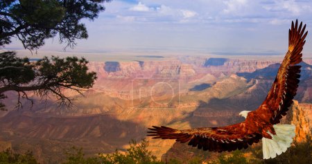 Foto de Hermoso águila volando en gran cañón - Imagen libre de derechos