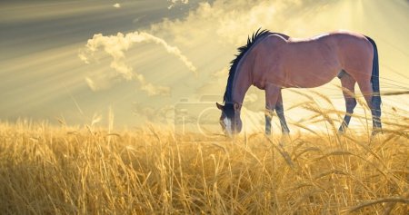 Foto de Pastoreo de caballos en el campo, ilustración conceptual abstracta - Imagen libre de derechos