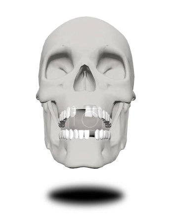 Téléchargez les photos : Crâne humain sur fond blanc - en image libre de droit