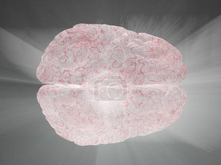 Foto de Cerebro aislado sobre fondo blanco - Imagen libre de derechos