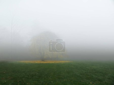 Téléchargez les photos : Belle vue panoramique sur le smog au-dessus d'un arbre solitaire - en image libre de droit