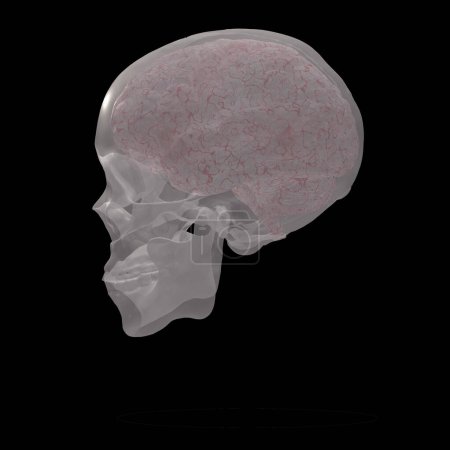 Téléchargez les photos : Crâne humain, image colorée - en image libre de droit