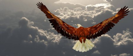 Téléchargez les photos : Aigle volant dans le ciel - en image libre de droit