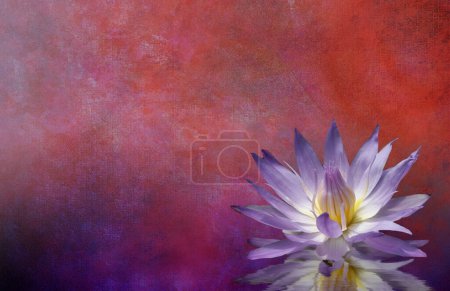 Téléchargez les photos : Nénuphar en fleurs. illustration de fleur de lotus - en image libre de droit