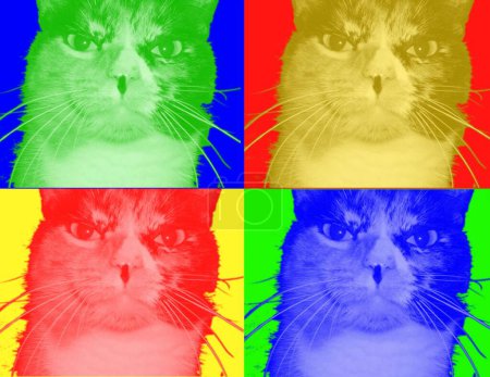 Téléchargez les photos : Ensemble de chats colorés sur fond multicolore - en image libre de droit
