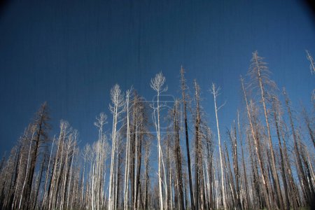 Téléchargez les photos : La forêt brûlée. Nature, flore arrière-plan - en image libre de droit