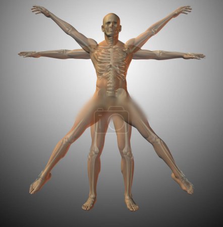 Téléchargez les photos : Anatomie vitruvienne, illustration abstraite conceptuelle - en image libre de droit