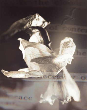Téléchargez les photos : Fleur flétrie blanche, illustration abstraite conceptuelle - en image libre de droit