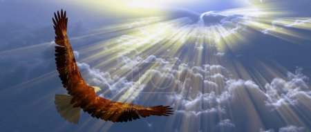 Foto de Águila en vuelo, imagen colorida - Imagen libre de derechos