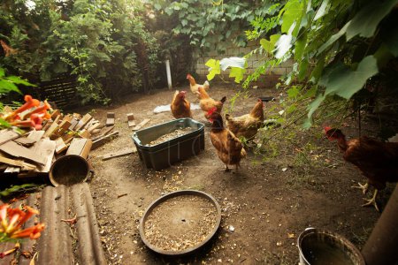 Téléchargez les photos : Poulets dans la cour de volaille manger - en image libre de droit