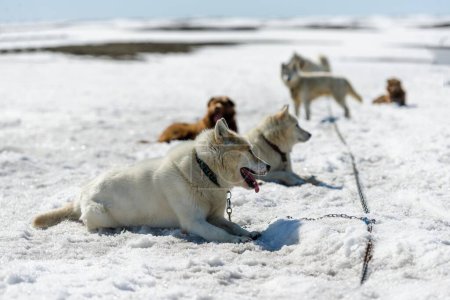 Foto de Husky siberiano en la nieve vista de cerca - Imagen libre de derechos