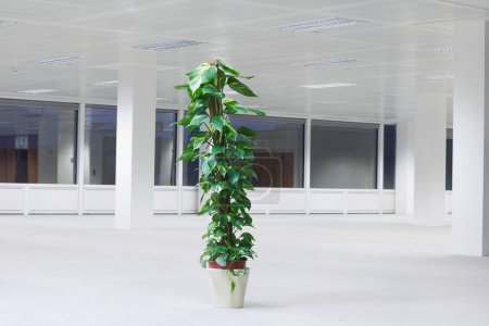Photo for Potted plant in empty office space night - Royalty Free Image