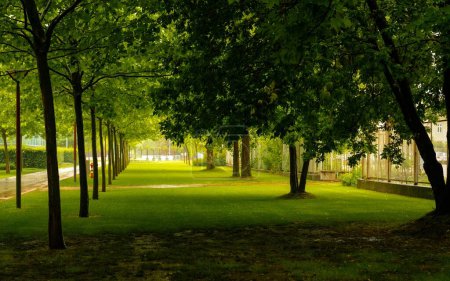 Téléchargez les photos : Parc vert avec feuillage d'arbres luxuriants - en image libre de droit