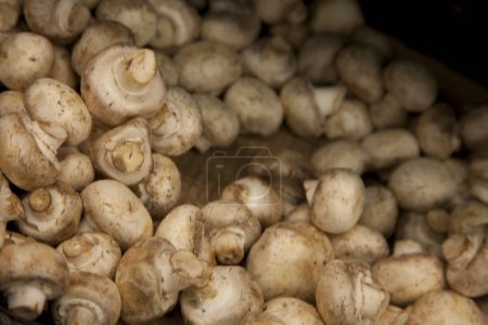 Photo for Close-up of button mushrooms in grocery store - Royalty Free Image