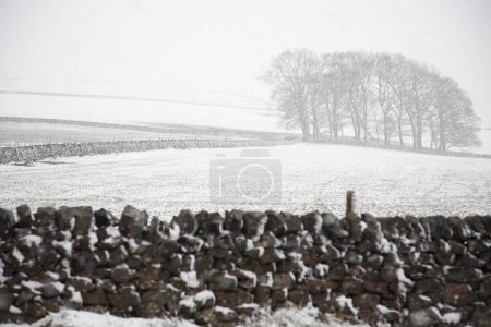 Photo for Snowcovered trees and field behind stone wall - Royalty Free Image