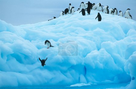 Foto de Pingüinos lindos en iceberg - Imagen libre de derechos