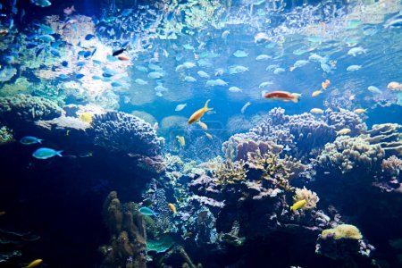 Foto de "Peces de colores brillantes en el vasto océano. Increíble concepto de mundo submarino - Imagen libre de derechos
