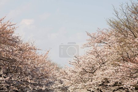 Téléchargez les photos : Cerisiers en fleurs - en image libre de droit