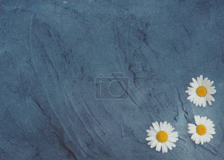 Foto de Fondo gris floral abstracto con manzanillas - Imagen libre de derechos