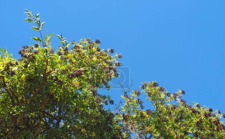 Téléchargez les photos : Aînés sucrés dans un buisson de sureau au ciel bleu - en image libre de droit