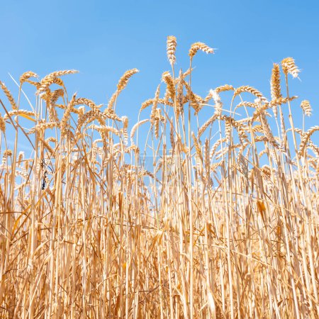 Photo for Closeup of ripe grain and blue sky - Royalty Free Image