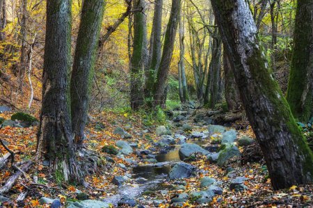 Téléchargez les photos : Paysage forestier à l'heure d'automne confortable - en image libre de droit